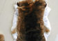 Utilisation cisaillée de manteau de fourrure de lapin, peaux blanches de fourrure de lapin de poils pelucheux pour le vêtement fournisseur