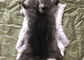 Le réchauffeur gris-clair de cou de fourrure de lapin de Rex, vrai lapin de Rex écorche la peau pour la couverture de plat fournisseur
