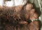 Le réchauffeur gris-clair de cou de fourrure de lapin de Rex, vrai lapin de Rex écorche la peau pour la couverture de plat fournisseur