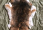 Fourrure naturelle de lapin de Rex de chinchilla, peau cisaillée véritable molle de veste de fourrure de lapin fournisseur
