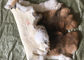 Couleur naturelle douce 25*35cm de Brown de peau de lapin de Rex d'accessoires de doublure de manteau fournisseur