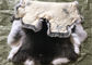 La fourrure pelucheuse blanche de peau de lapin de Rex de poils cache Comfortbale chaud pour des vêtements fournisseur