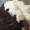Couverture 100% bouclée blanche de fourrure de longue de cheveux de peau de mouton crème mongole naturelle d'agneau fournisseur