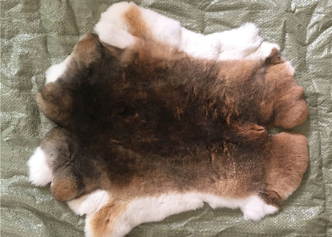 Fourrure naturelle de lapin de Rex de chinchilla, peau cisaillée véritable molle de veste de fourrure de lapin