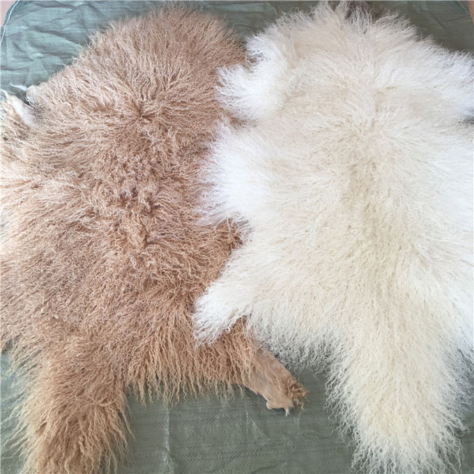 La fourrure mongole de longue laine d'agneau tibétaine blanche naturelle matérielle bouclée de peau de mouton se cache